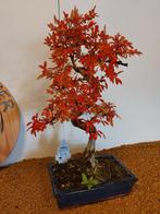 Japanese iep bonsai (Zelkova) - Hoogte (boom): 43 cm -, Antiek en Kunst