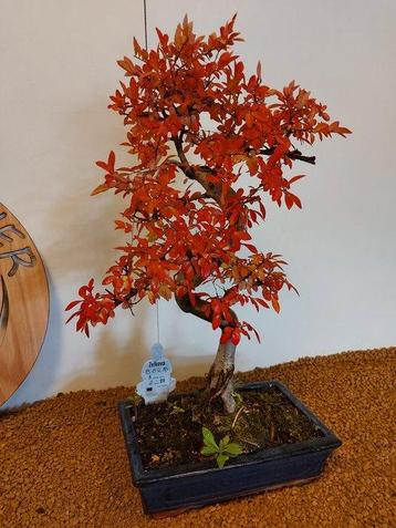 Japanese iep bonsai (Zelkova) - Hoogte (boom): 43 cm - beschikbaar voor biedingen