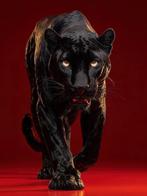 yamila - Pantera Negra: El Acecho del Oro Líquido, Nieuw