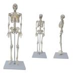 Anatomie model menselijk skelet, 85 cm, Verzenden, Nieuw