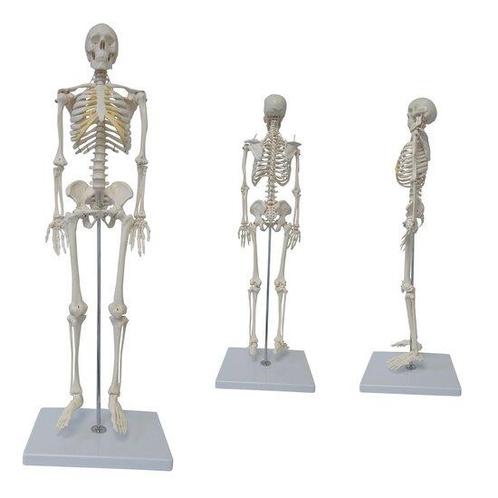 Anatomie model menselijk skelet, 85 cm, Sport en Fitness, Overige Sport en Fitness, Verzenden