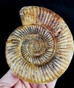 Ammoniet - Gefossiliseerd dier - Kranaosphinctes roedereri, Verzamelen, Mineralen en Fossielen