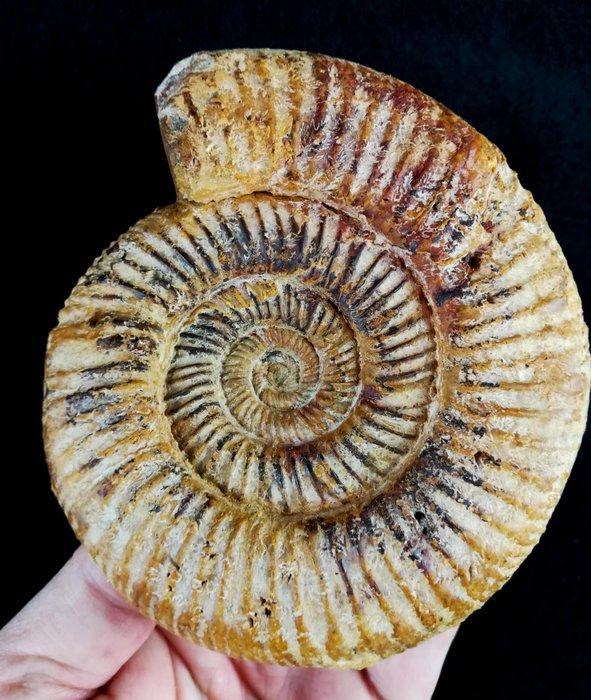 Ammoniet - Gefossiliseerd dier - Kranaosphinctes roedereri, Verzamelen, Mineralen en Fossielen