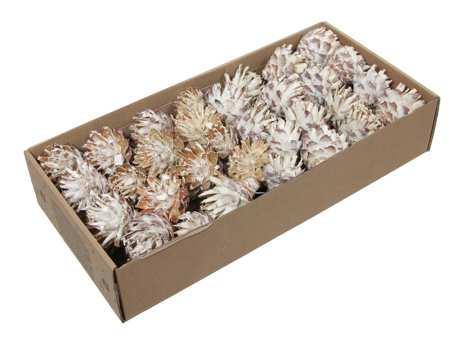 Leucodendron plumosum white wash op draad doos 55 stuks –, Huis en Inrichting, Woonaccessoires | Kunstplanten en Kunstbloemen