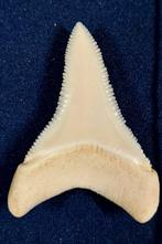Witte haai Tand - Carcharodon carcharias - 43.4 mm - 31.6 mm, Nieuw