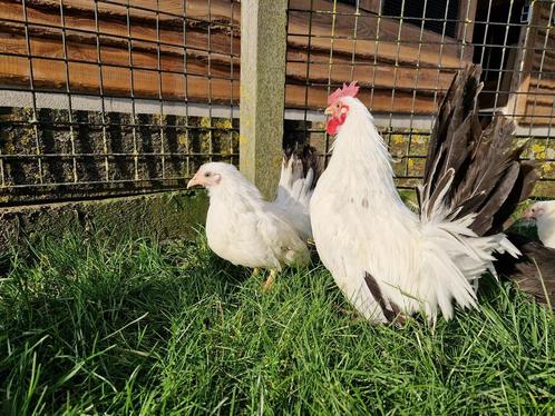Chabo kriel | Wit-zwartstaart | Gezonde sier kippen |, Dieren en Toebehoren, Pluimvee, Kip, Meerdere dieren