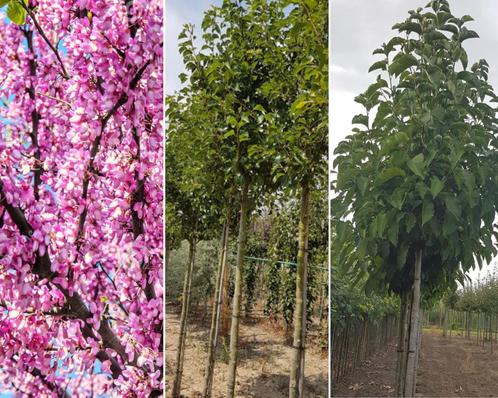 Sierbomen - 3 stuks - Omtrek: 6-10 cm | Hoogte: 250 cm, Tuin en Terras, Planten | Bomen, Ophalen of Verzenden