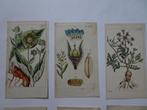 12 handgekleurde kopergravures bloemen planten Gottlie 1816, Antiek en Kunst, Verzenden