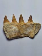Mosasaurus - Fossiele tand - 10.5 cm (Zonder Minimumprijs)