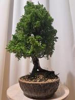 juniperus chinensis itoigawa bonsai - Hoogte (boom): 33 cm -, Antiek en Kunst