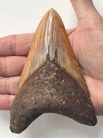Megalodon-tand 12,6 cm - Fossiele tand - Carcharocles