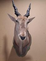 Elanden - Taxidermie schoudermontage - Taurotragus oryx -, Nieuw