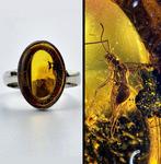 Zeldzame fossiel-inclusie AMBER-ring – Oud bijenwesp in, Antiek en Kunst