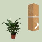 Spathiphyllum Sweet Silvana - Ø24cm - 80cm, Huis en Inrichting, Verzenden, Nieuw