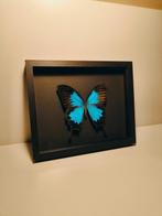 Vlinder Taxidermie volledige montage - Papilio ulysse - 190, Verzamelen, Dierenverzamelingen, Nieuw