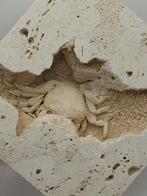 Krab - Fossiel skelet - 98 mm - 100 mm (Zonder Minimumprijs), Verzamelen