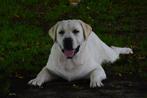 Onwijs Mooie witte Labrador Zoekt Topbaasje!, Parvo, Labrador retriever, Reu, Nederland