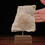 Exclusieve fossiele plaat - zanddollar op originele matrix -