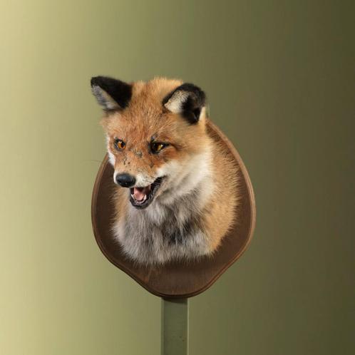 Vos Taxidermie Opgezette Dieren By Max, Verzamelen, Dierenverzamelingen, Opgezet dier, Nieuw, Wild dier, Ophalen of Verzenden