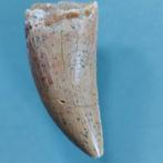 Dinosaurus - Fossiele tand - Carcharodontosaurus sp. - 43 mm, Verzamelen, Mineralen en Fossielen