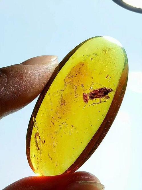 Groot formaat - Barnsteen - cockroach laying eggs - 44.5 mm, Verzamelen, Mineralen en Fossielen