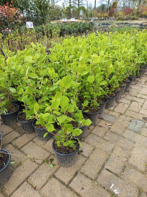 Hydrangea arborescens Annabelle hortensia, Tuin en Terras, Planten | Struiken en Hagen, Ophalen