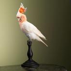 Incakaketoe Taxidermie Opgezette Dieren By Max, Ophalen of Verzenden, Nieuw, Vogel, Opgezet dier