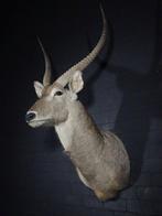 Waterbok Taxidermie wandmontage - Kobus ellipsiprymnus - 67, Nieuw