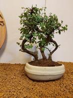 Japanese iep bonsai (Zelkova) - Hoogte (boom): 27 cm -