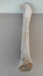Wolharige mammoet - Fossiel fragment - 73 cm  (Zonder, Verzamelen