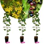 Ribes aureum + pot 11cm 3 pcs, Tuin en Terras, Verzenden, Volle zon