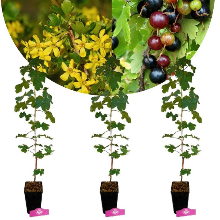 Ribes aureum + pot 11cm 3 pcs, Tuin en Terras, Planten | Fruitbomen, Volle zon, Verzenden