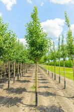 Malus domestica Elstar hoogstam 20/25