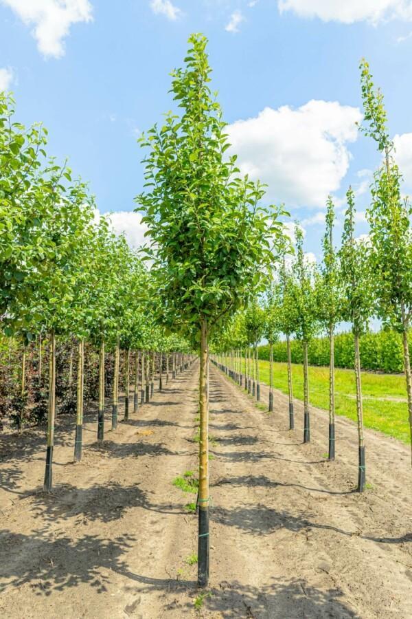 Malus domestica Elstar hoogstam 20/25, Tuin en Terras, Planten | Tuinplanten