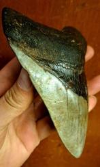 Megalodon - Fossiele tand - Otodus (Carcharocles) megalodon, Verzamelen