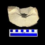 Fossiel skelet - Leonaspis - 9 cm - 7.5 cm