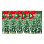 Dragonzaad | VT | 5 stuks (Russisch), Verzenden