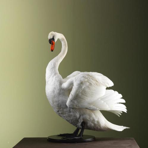Knobbelzwaan Taxidermie Opgezette Dieren By Max, Verzamelen, Dierenverzamelingen, Opgezet dier, Nieuw, Vogel, Ophalen of Verzenden