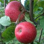 Appelboom - Malus d. Sterappel - Omtrek: 14-18 cm | Hoogte:, Tuin en Terras, Planten | Bomen, Ophalen of Verzenden