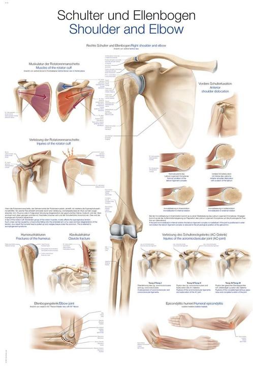 Anatomie poster schouder en elleboog (50x70 cm), Sport en Fitness, Overige Sport en Fitness, Nieuw, Verzenden