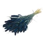 Setaria Siergras Dark Blue Trosgierst donkerblauw, Ophalen of Verzenden, Nieuw