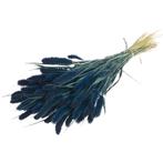 Setaria Siergras Dark Blue Trosgierst donkerblauw, Nieuw, Ophalen of Verzenden