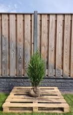 Conifeer - Thuja Plicata Atrovirens - Haagplanten, Tuin en Terras, Ophalen of Verzenden, Conifeer, Haag
