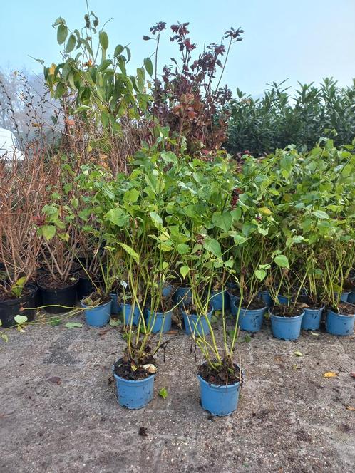 Leycesteria Formosa fazantenbes, Tuin en Terras, Planten | Struiken en Hagen, Ophalen