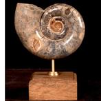 Lytoceras Fimbriatum Fossiele ammoniet op houten en koperen