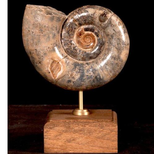 Lytoceras Fimbriatum Fossiele ammoniet op houten en koperen, Verzamelen, Mineralen en Fossielen