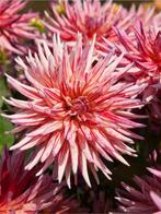 Dahlia Alain Mimoun (roze, Dahlia’s kopen?), Ophalen of Verzenden