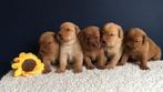 Prachtige Foxred Labrador pups - EH HD DNA vrij - Stamboom, Meerdere, 8 tot 15 weken, Meerdere dieren, Parvo