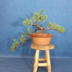 Jeneverbes bonsai (Juniperus) - Hoogte (boom): 16 cm -