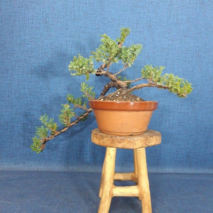 Jeneverbes bonsai (Juniperus) - Hoogte (boom): 16 cm -, Antiek en Kunst, Curiosa en Brocante
